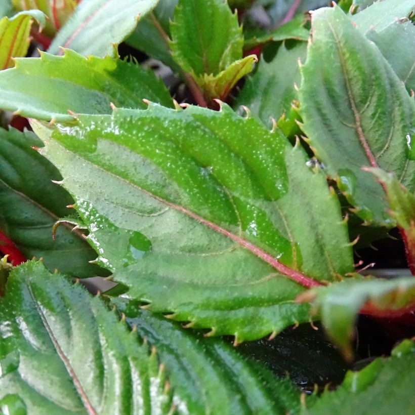 Impatiens hawkeri SunPatiens Compact Hot Coral - Vlijtig liesje (Blad)