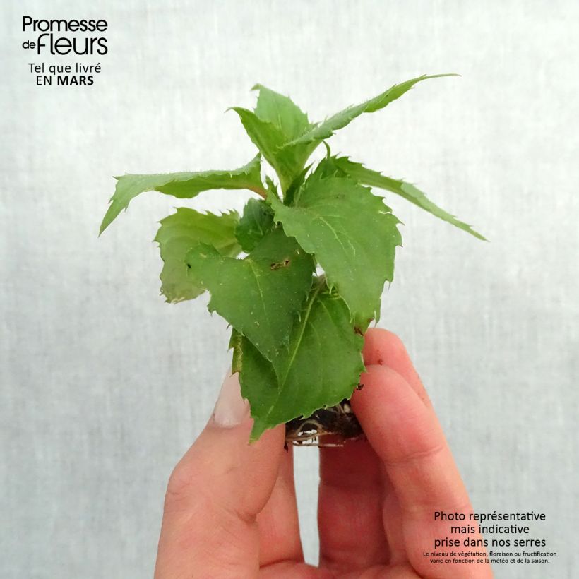 Exemplaar van Impatiens hawkeri SunPatiens Compact Hot Lilac - Vlijtig liesje Mini-mot Ø 3/4 cm zoals geleverd in de lente