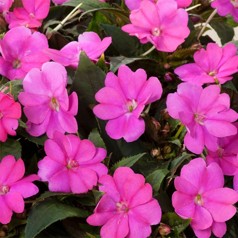 Impatiens hawkeri SunPatiens Compact Hot Lilac - Vlijtig liesje (Bloei)