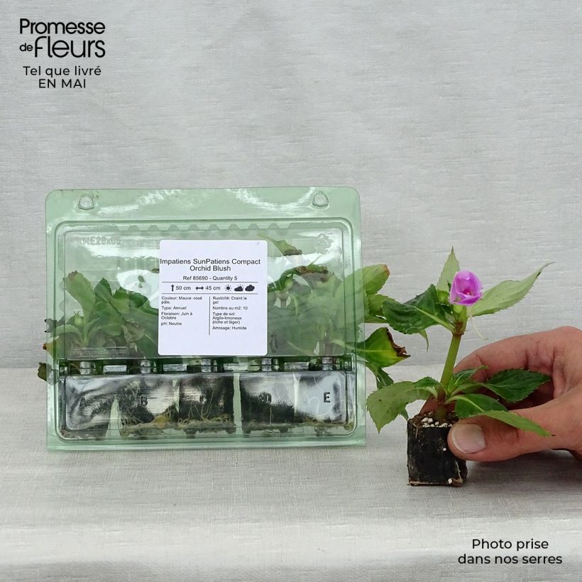 Exemplaar van Impatiens hawkeri SunPatiens Compact Orchid Blush - Vlijtig liesje Mini-mot Ø 3/4 cm zoals geleverd in de lente
