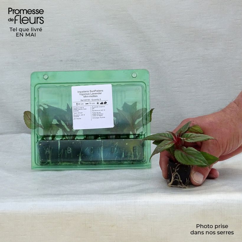 Exemplaar van Impatiens hawkeri SunPatiens Vigorous Lavender - Nieuw-Guinea-impatiens Mini-mot Ø 3/4 cm zoals geleverd in de lente