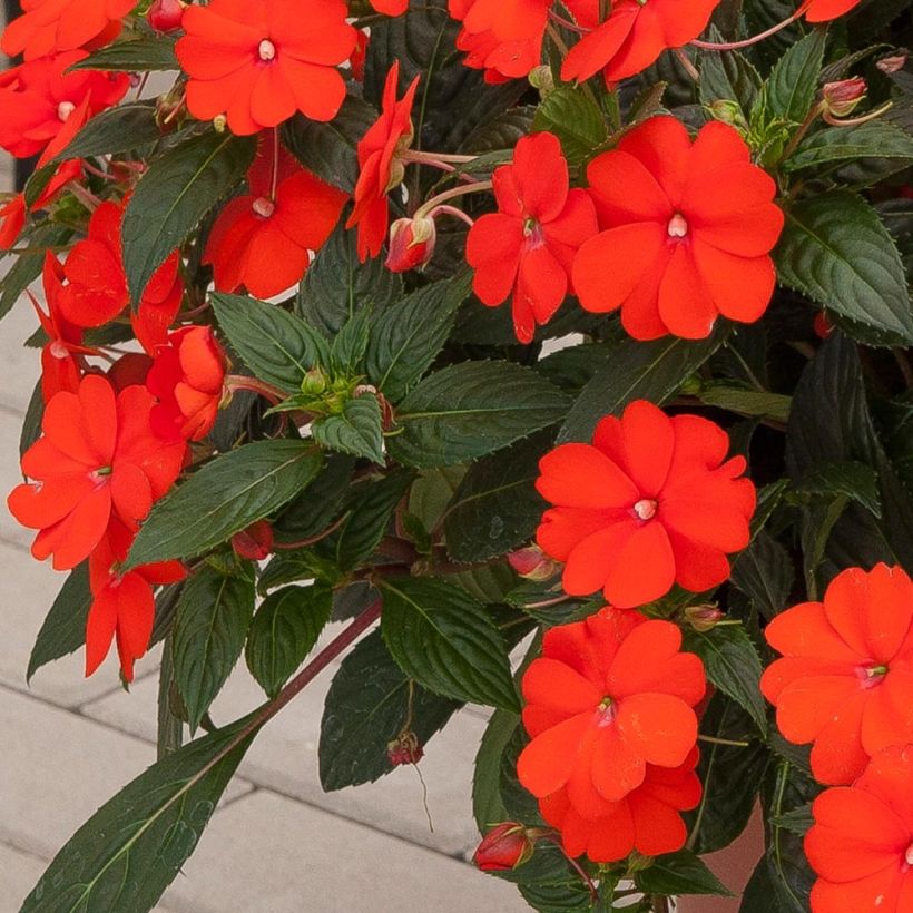 Impatiens hawkeri SunPatiens Vigorous Orange - Nieuw-Guinea-impatiens (Blad)