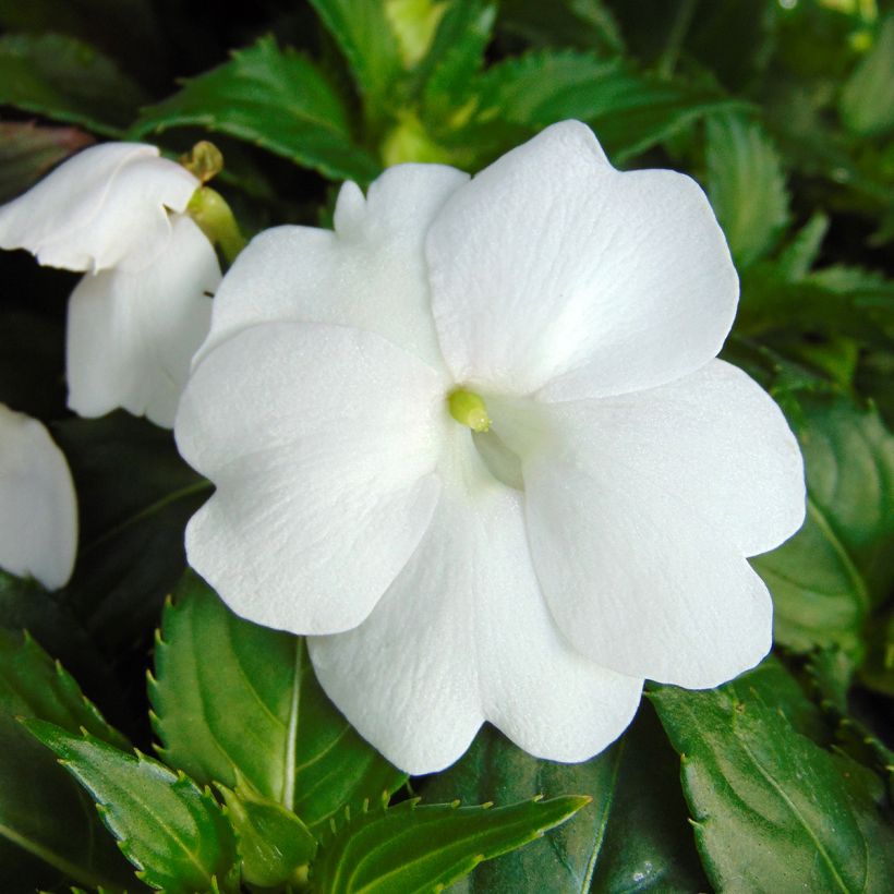 Impatiens hawkeri SunPatiens Compact Wit - Vlijtig liesje (Bloei)