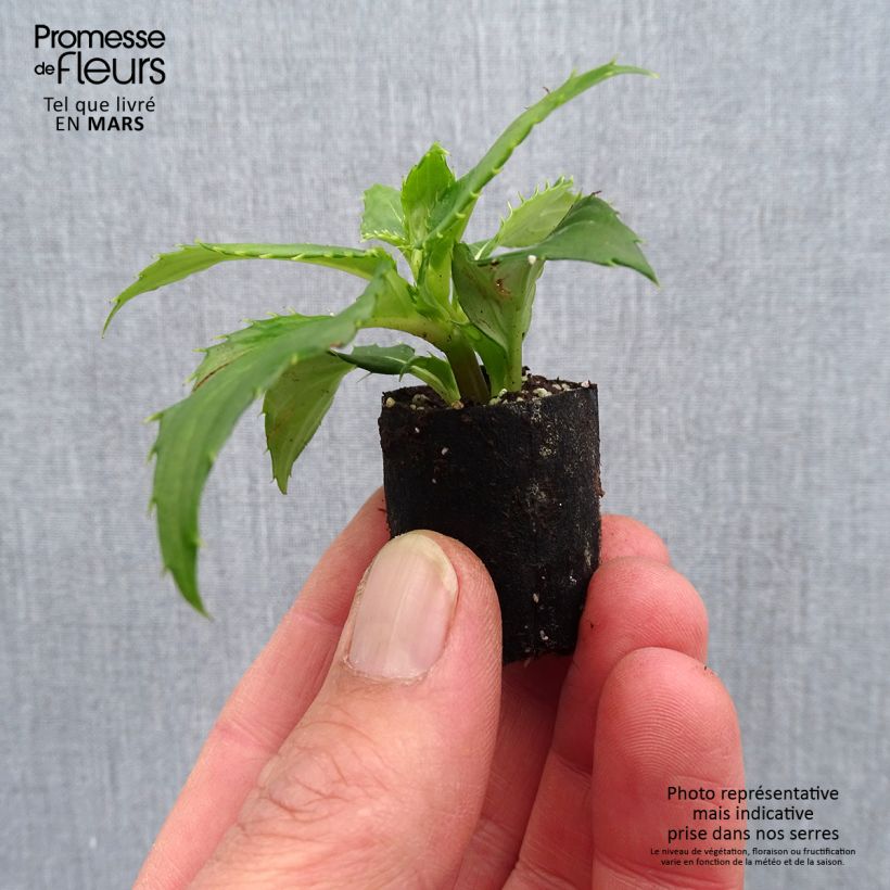 Exemplaar van Impatiens hawkeri SunPatiens Compact Wit - Vlijtig liesje Mini-mot Ø 3/4 cm zoals geleverd in de lente