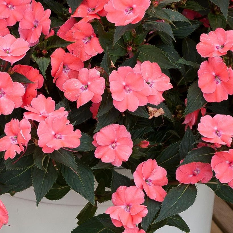 Impatiens hawkeri SunPatiens Vigorous Pink Pearl - Nieuw-Guinea-impatiens (Blad)
