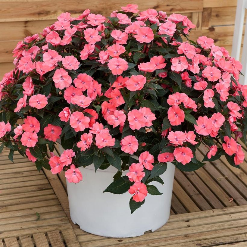 Impatiens hawkeri SunPatiens Vigorous Pink Pearl - Nieuw-Guinea-impatiens (Groeiplaats)