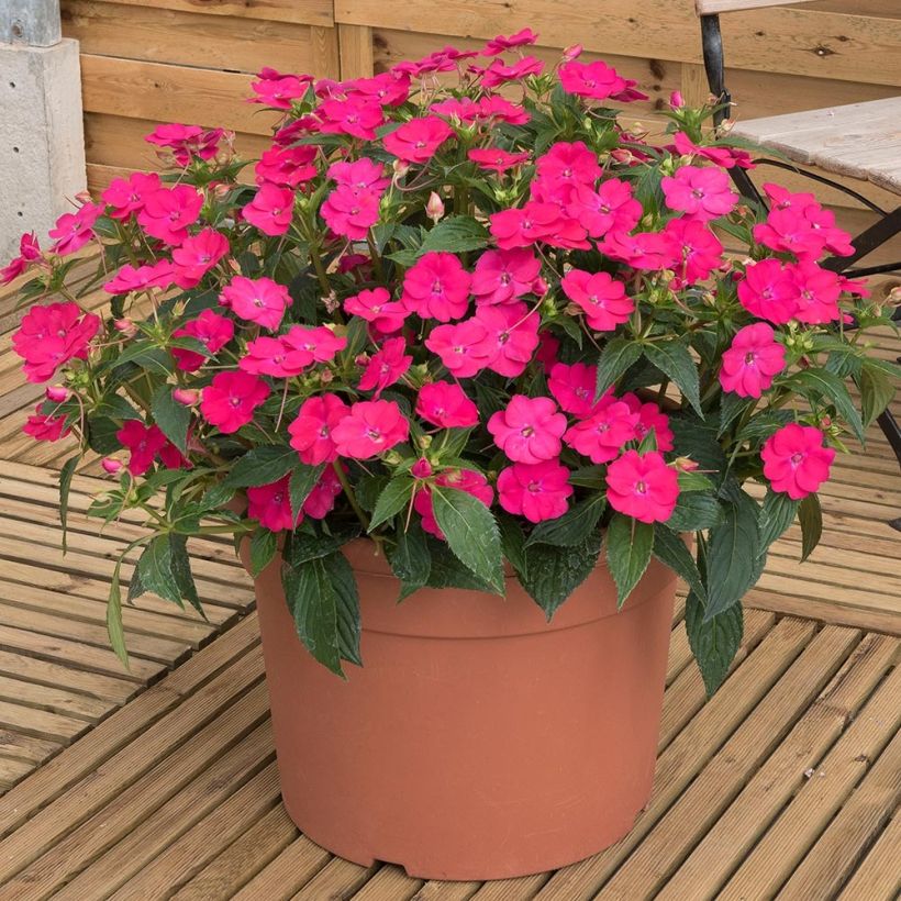 Impatiens hawkeri SunPatiens Vigorous Rose Pink - Nieuw-Guinea-impatiens (Groeiplaats)