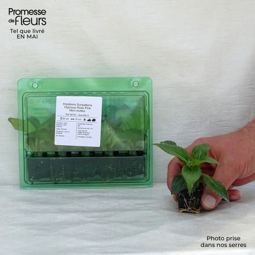 Exemplaar van Impatiens hawkeri SunPatiens Vigorous Rose Pink - Nieuw-Guinea-impatiens Mini-mot Ø 3/4 cm zoals geleverd in de lente