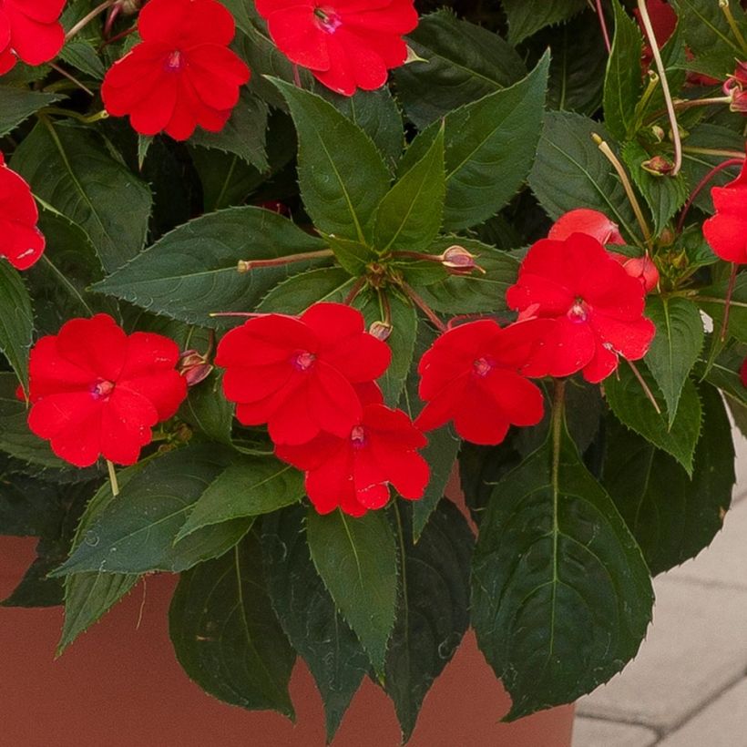 Impatiens hawkeri SunPatiens Vigorous Scarlet - Nieuw-Guinea-impatiens (Blad)