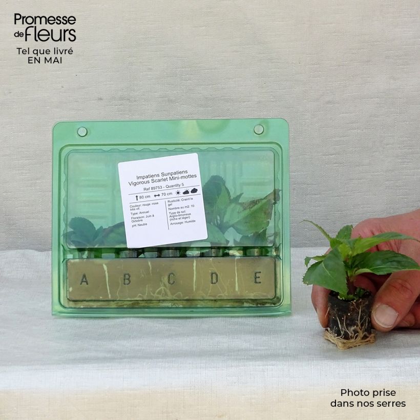 Exemplaar van Impatiens hawkeri SunPatiens Vigorous Scarlet - Nieuw-Guinea-impatiens Mini-mot Ø 3/4 cm zoals geleverd in de lente