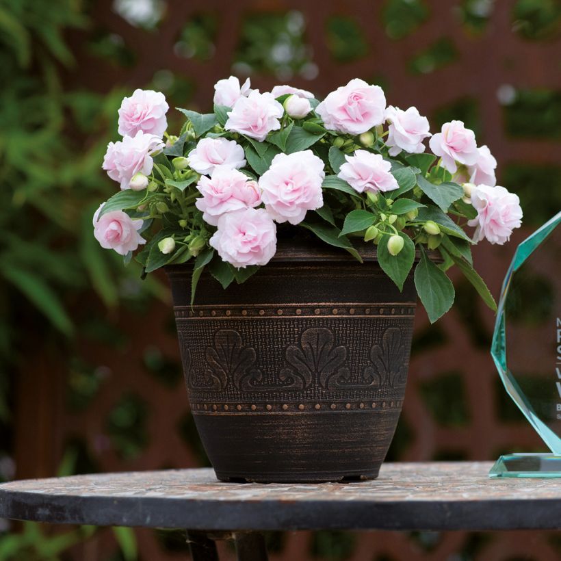 Impatiens walleriana double Glimmer Appleblossom (Groeiplaats)