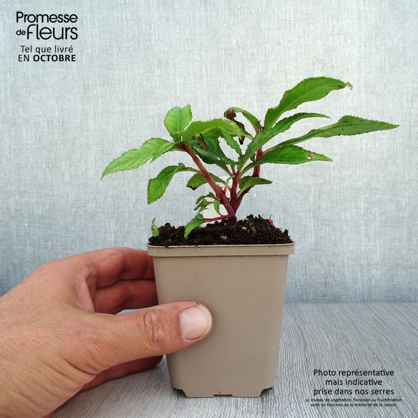 Exemplaar van Impatiens omeiana Ice Storm - Vast vlijtig liesje Kweekpotje van 8/9 cm zoals geleverd in de herfst