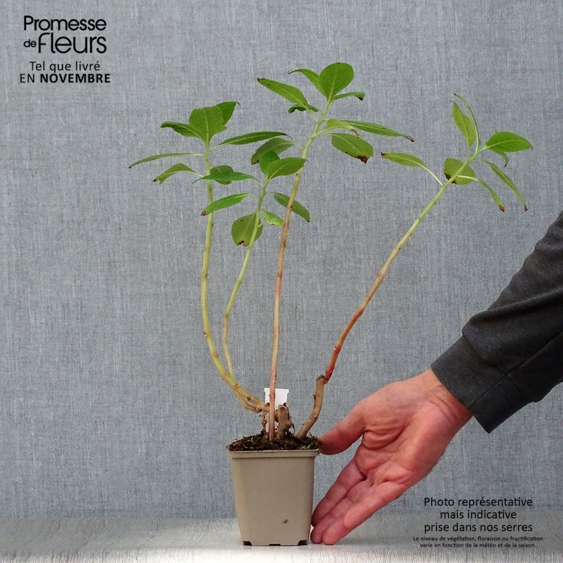 Exemplaar van Impatiens tinctoria - Vast vlijtig liesje Kweekpotje van 8/9 cm zoals geleverd in de herfst