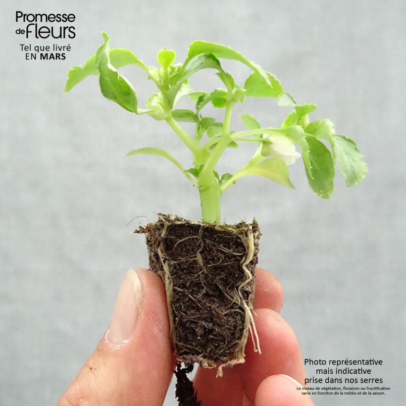 Exemplaar van Impatiens walleriana Beacon Mix - Vlijtig liesje Kluitplant: kluit 3,8 cm x 3,2 cm in een tray voor 16 planten zoals geleverd in de lente