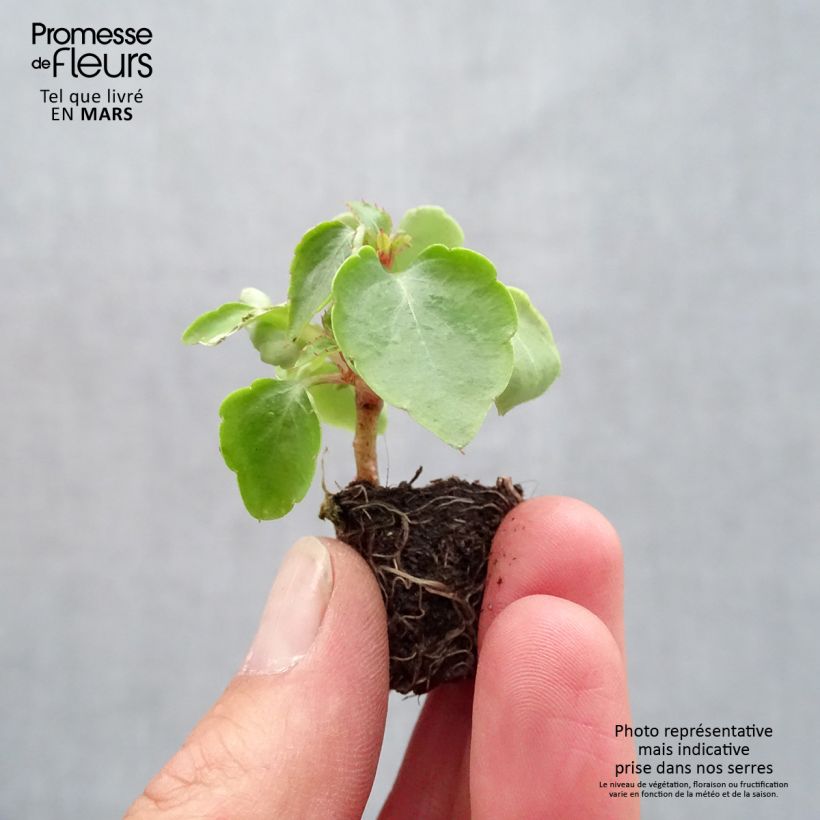 Exemplaar van Impatiens walleriana Beacon Mix - Vlijtig liesje Mini-mot Ø 1,5/2,5 cm zoals geleverd in de lente