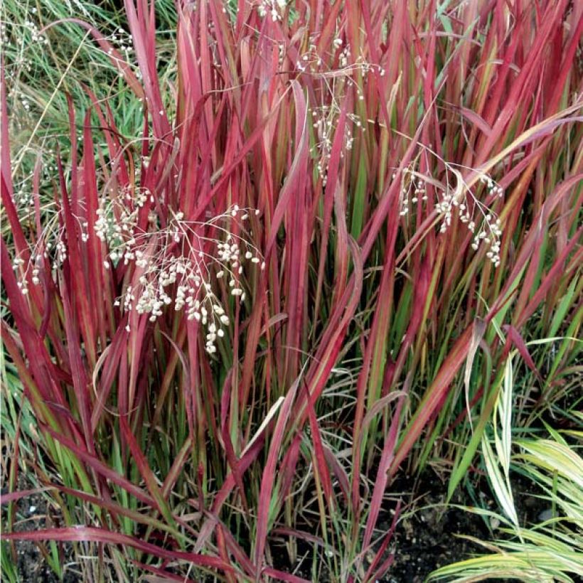 Imperata cylindrica Red Baron - Japans bloedgras (Groeiplaats)