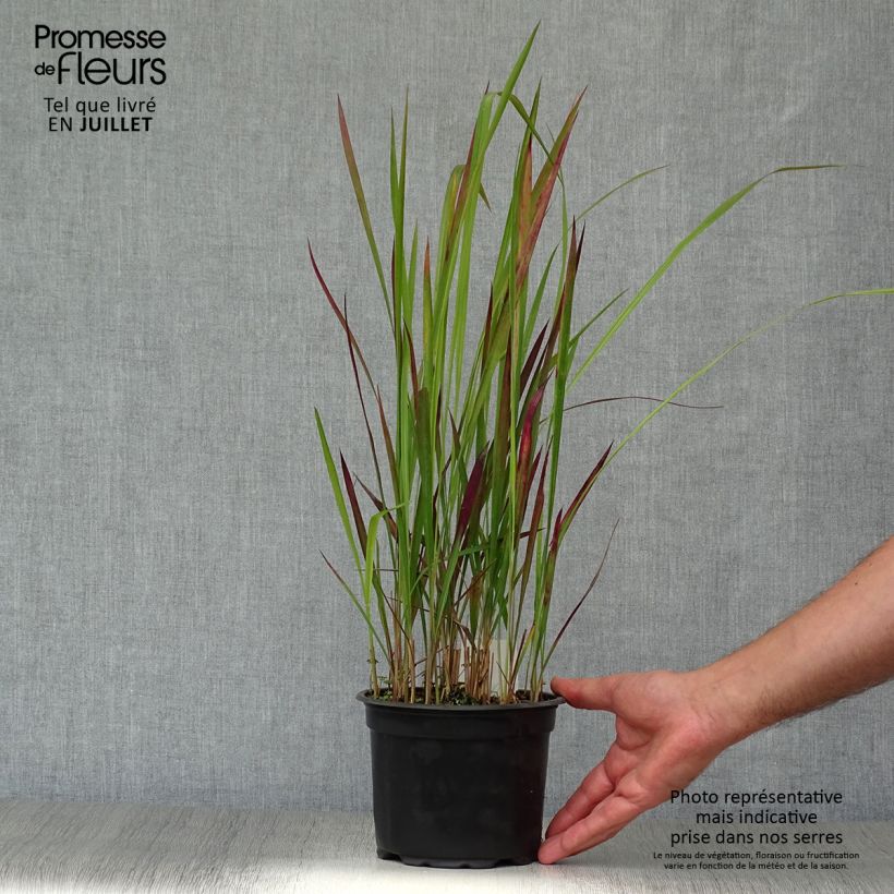 Exemplaar van Imperata cylindrica Red Baron - Japans bloedgras Pot van 2 l/3 l zoals geleverd in de zomer
