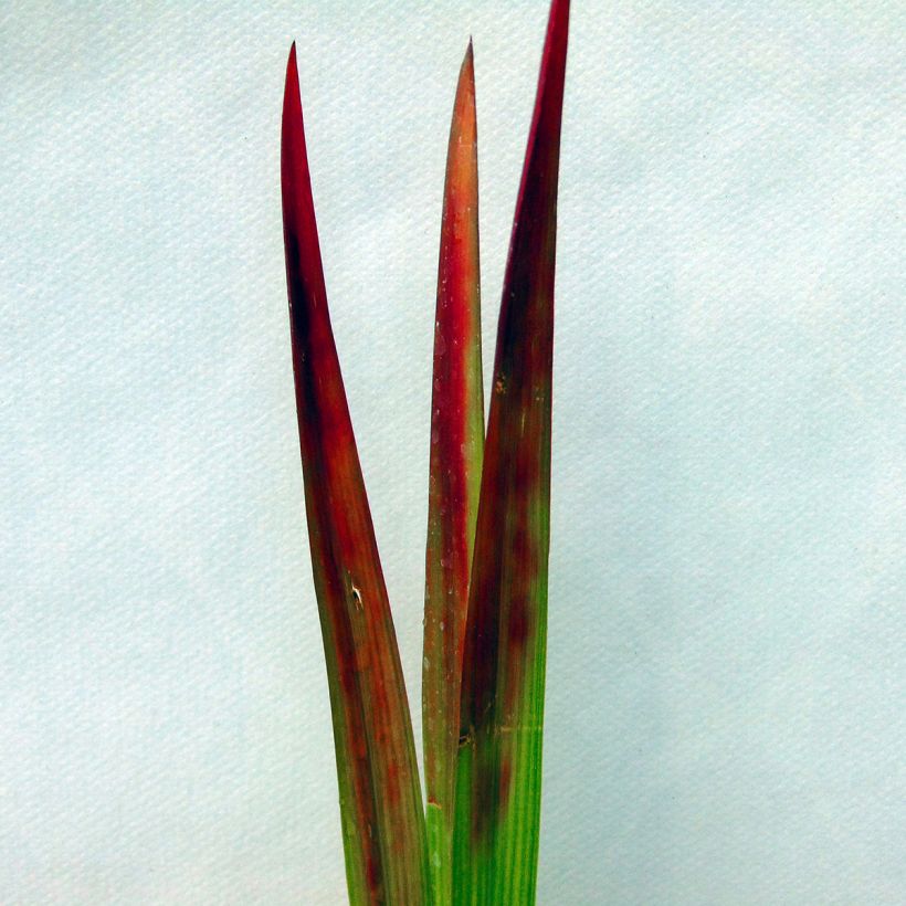 Imperata cylindrica Red Baron - Japans bloedgras (Blad)