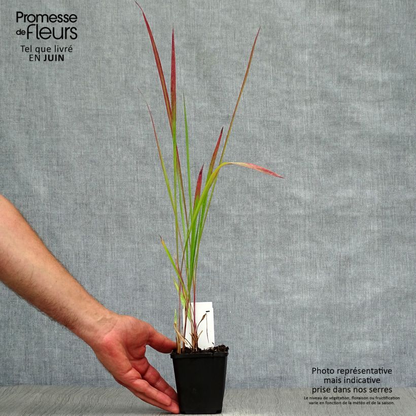 Exemplaar van Imperata cylindrica Red Baron - Japans bloedgras Kweekpotje van 8/9 cm zoals geleverd in de zomer