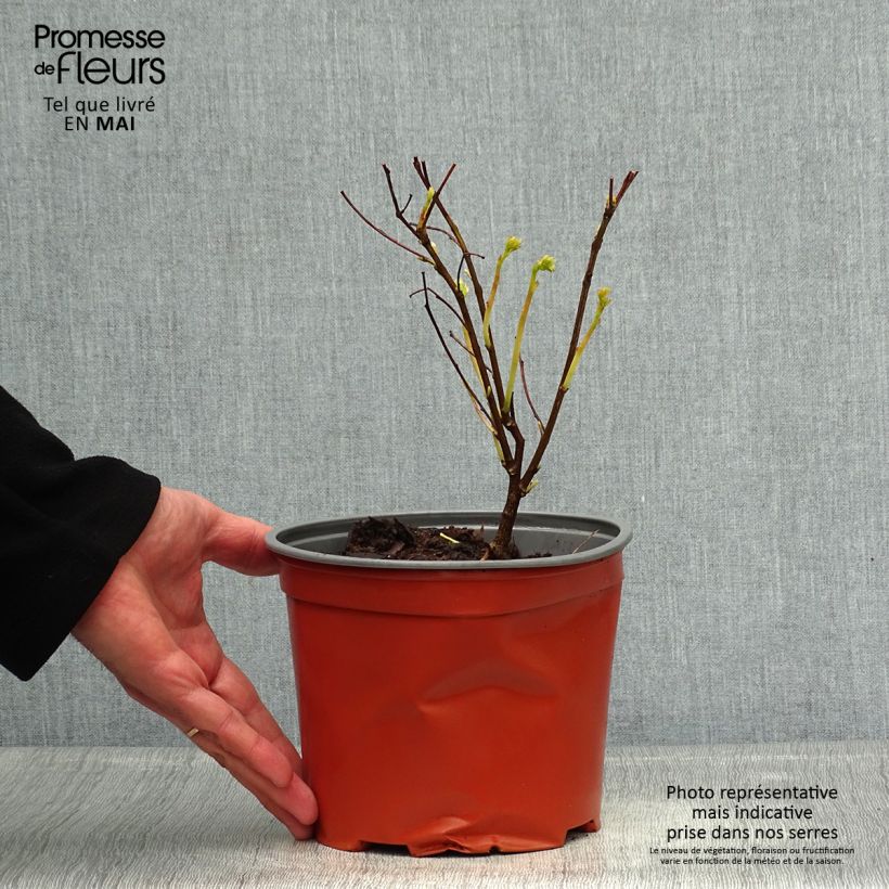 Example of Indigofera kirilowii - Indigotier de Kirilov Pot van 2 l/3 l as you get in printemps