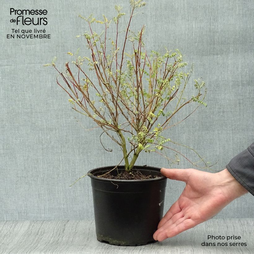 Exemplaar van Indigofera heterantha - Indigostruik Pot van 2 l/3 l zoals geleverd in de herfst