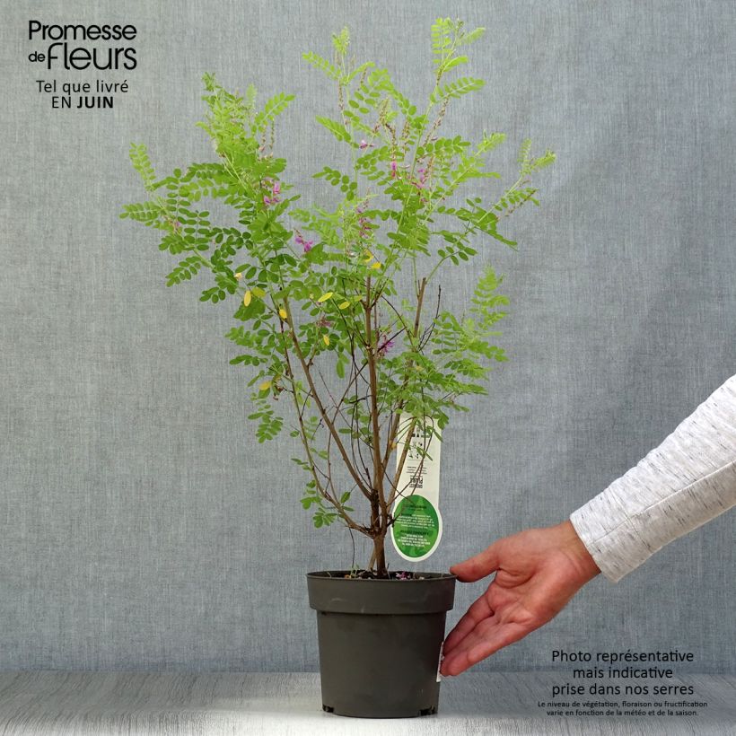 Exemplaar van Indigofera heterantha - Indigostruik Pot van 2 l/3 l zoals geleverd in de zomer