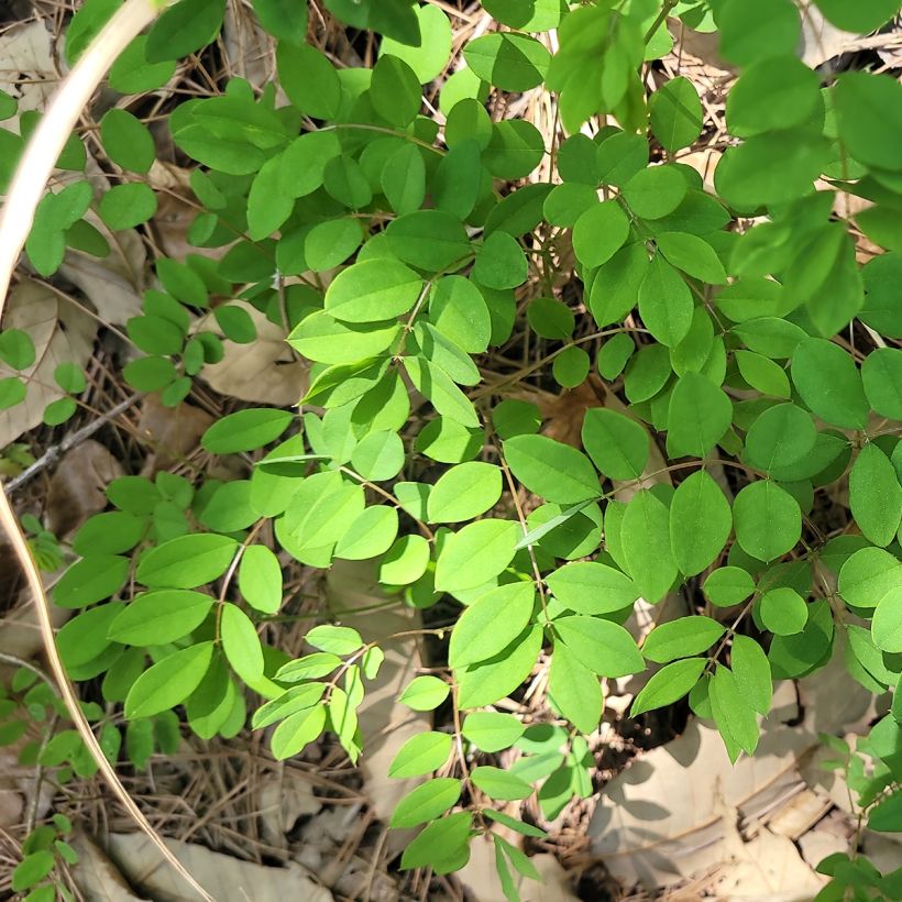 Indigofera kirilowii - Indigotier de Kirilov (Foliage)