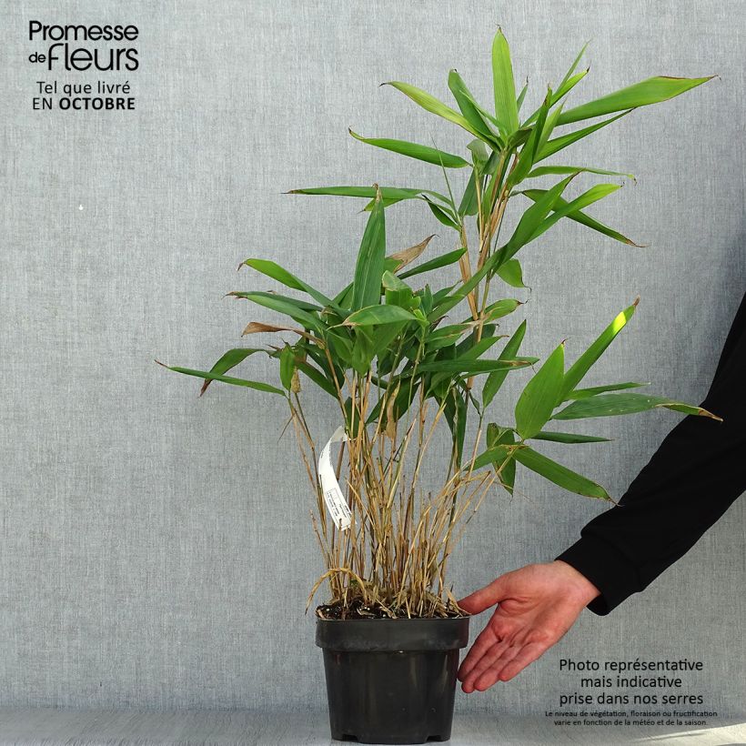 Exemplaar van Indocalamus latifolius - Bamboe Pot van 2 l/3 l zoals geleverd in de herfst