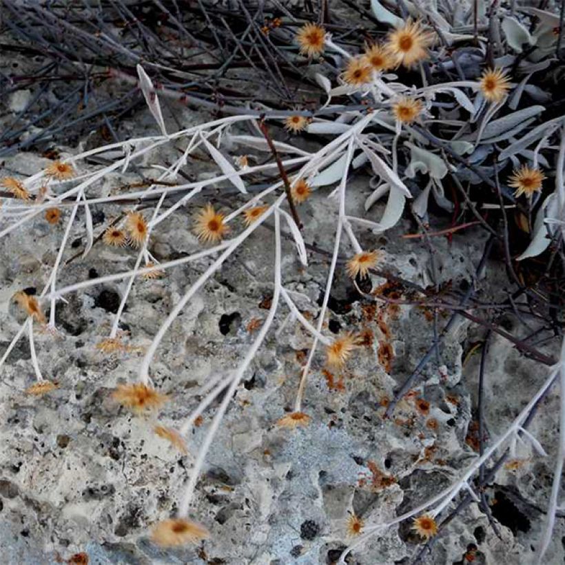 Inula candida verbascifolia - Alant (Flowering)