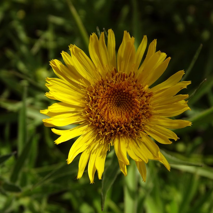 Inula ensifolia - Alant (Bloei)