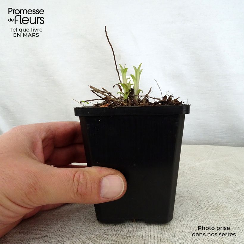 Exemplaar van Inula ensifolia - Alant Kweekpotje van 8/9 cm zoals geleverd in de lente