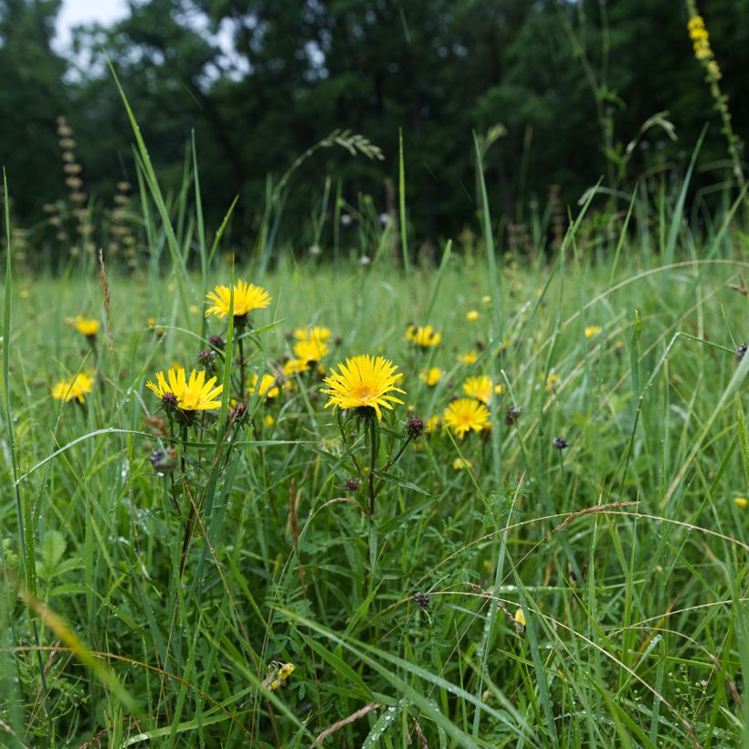Inula ensifolia - Alant (Groeiplaats)