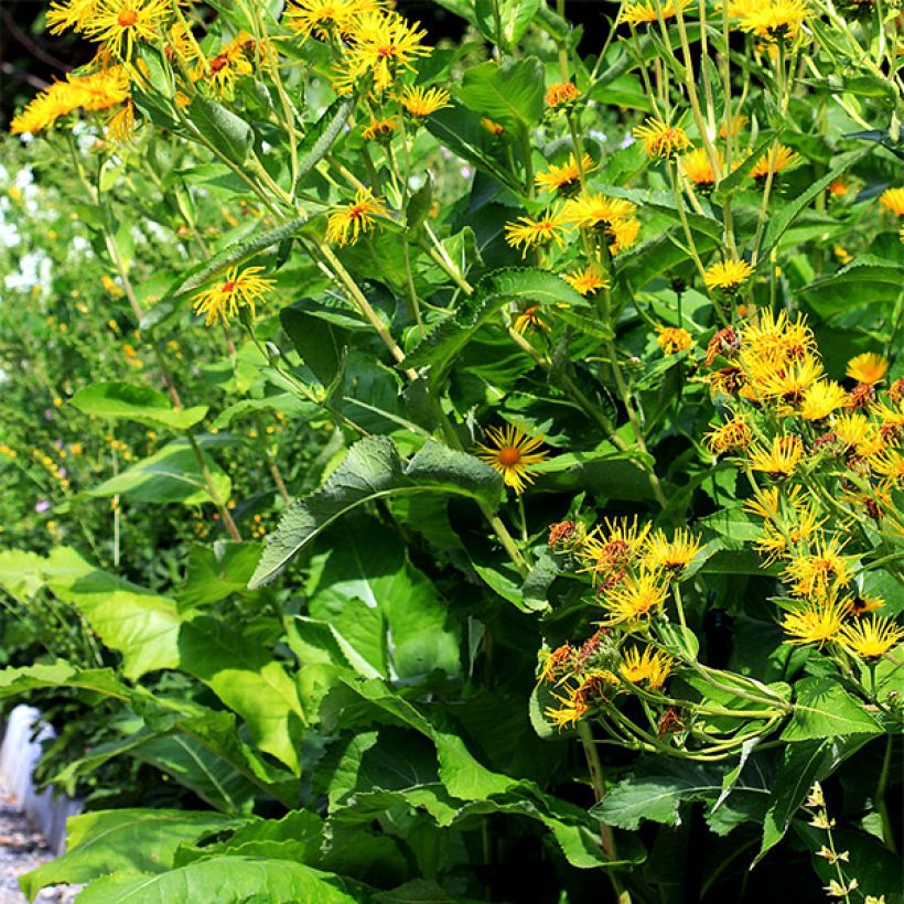 Inula helenium - Griekse alant (Groeiplaats)