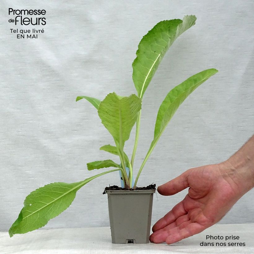 Exemplaar van Inula helenium - Griekse alant Kweekpotje van 8/9 cm zoals geleverd in de lente