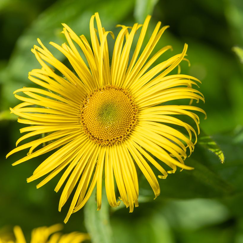 Inula helenium - Griekse alant (Bloei)