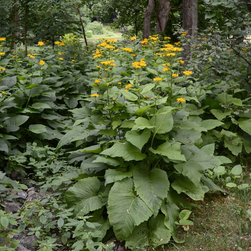 Inula helenium - Griekse alant (Groeiplaats)