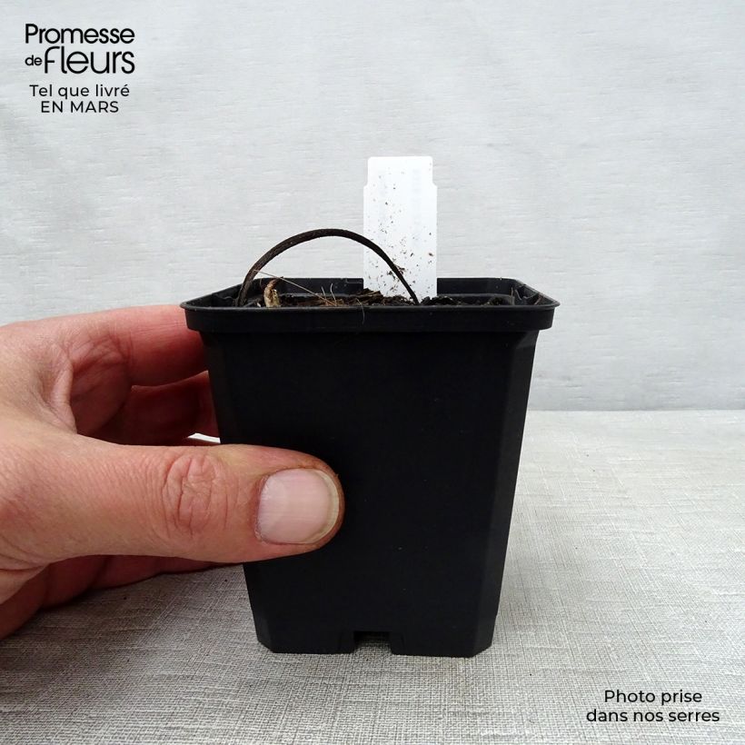 Exemplaar van Inula magnifica - Alant Kweekpotje van 8/9 cm zoals geleverd in de lente