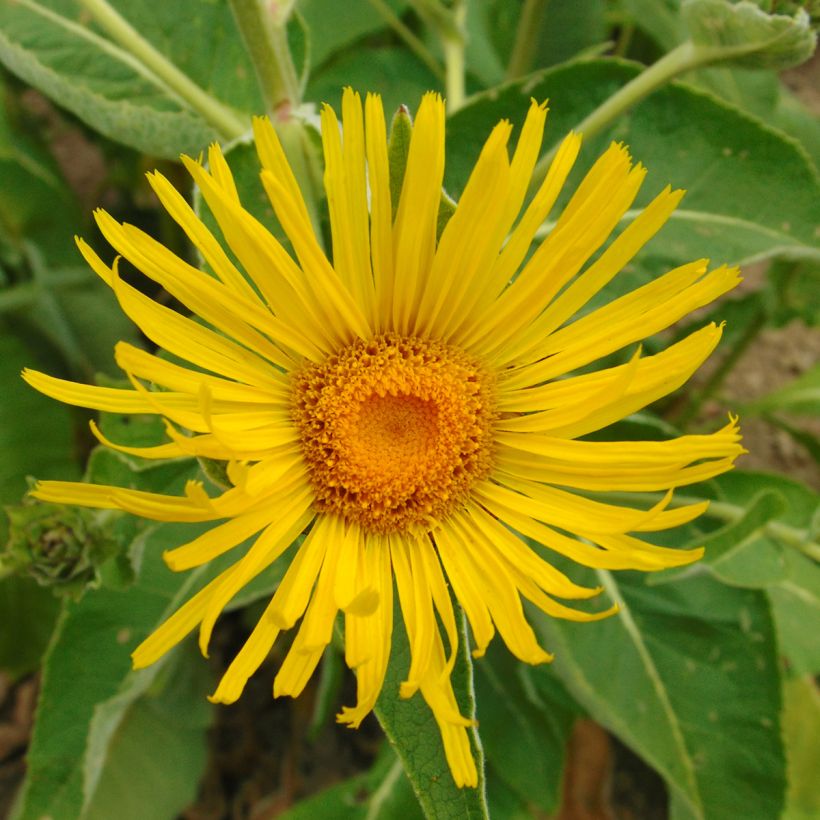 Inula orientalis - Oosterse alant (Bloei)