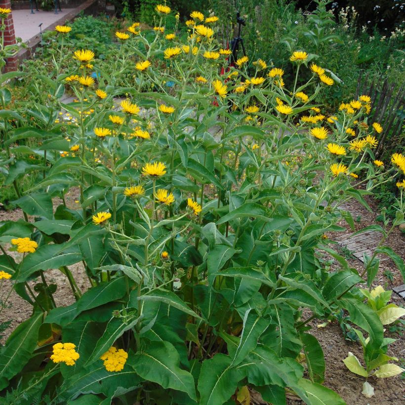 Inula orientalis - Oosterse alant (Groeiplaats)