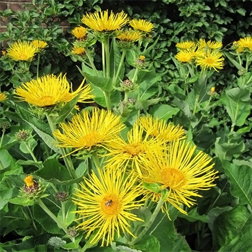 Inula racemosa Sonnenspeer - Trosalant (Bloei)