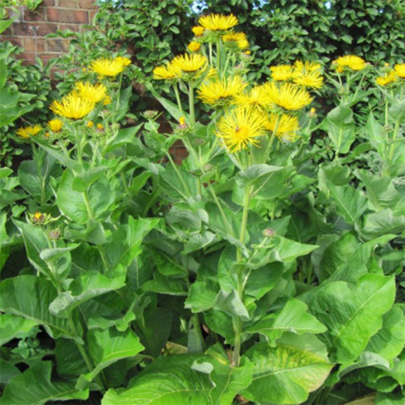 Inula racemosa Sonnenspeer - Trosalant (Groeiplaats)