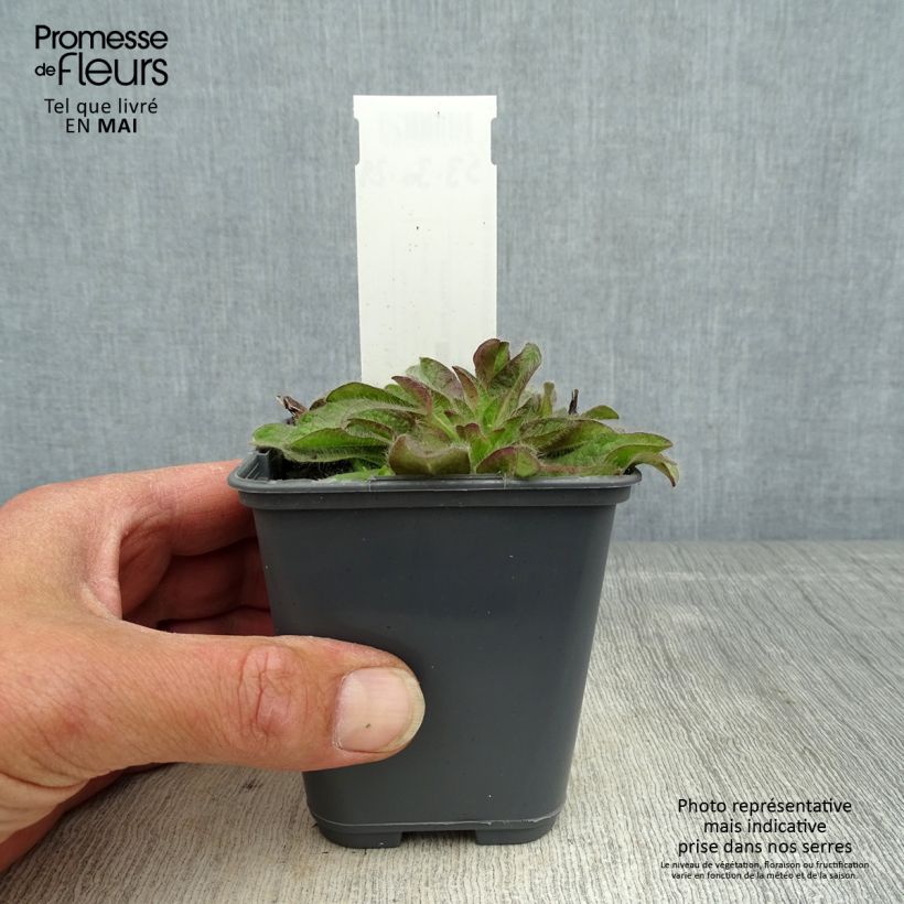 Exemplaar van Inula rhizocephala - Alant Kweekpotje van 8/9 cm zoals geleverd in de lente