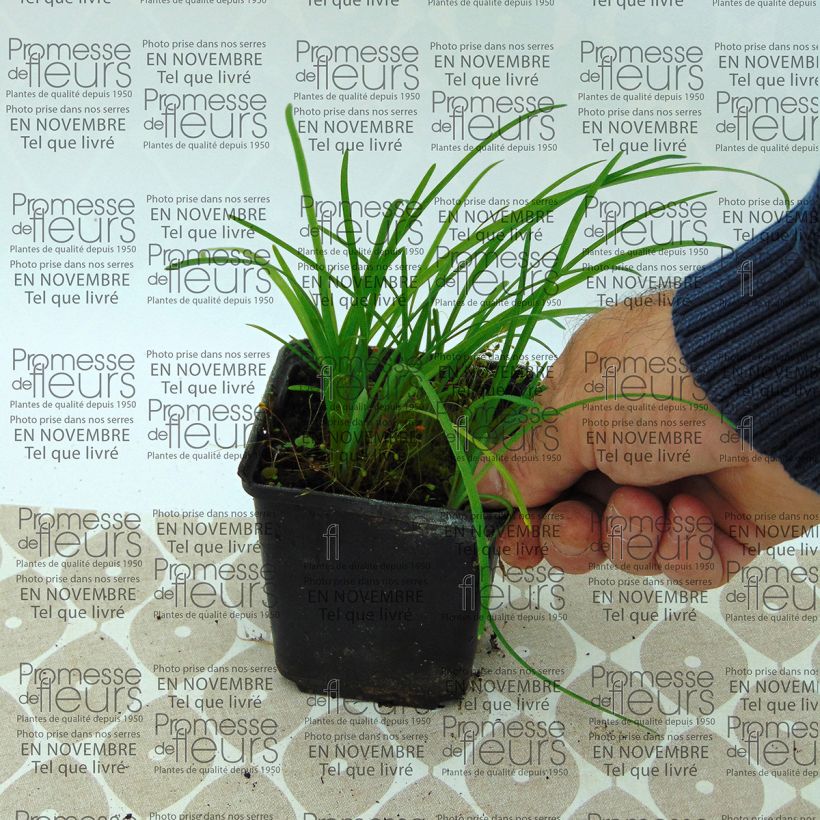 Voorbeeld van een exemplaar van Ipheion uniflorum - Oude wijfjes Kweekpotje van 8/9 cm size I zoals geleverd