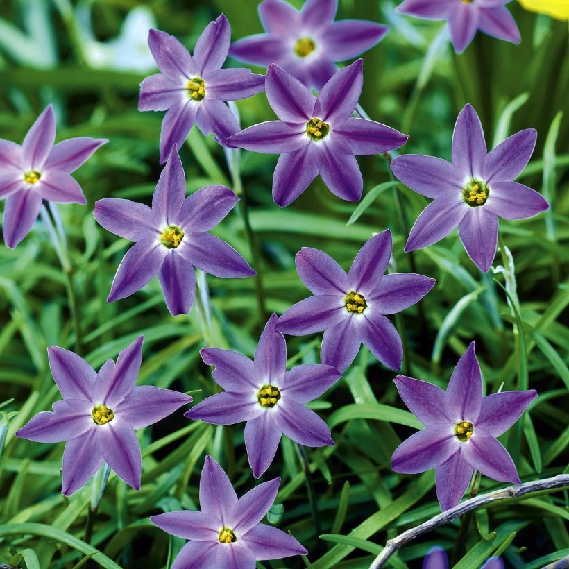 Ipheion uniflorum Froyle Mill - Oude wijfjes (Bloei)