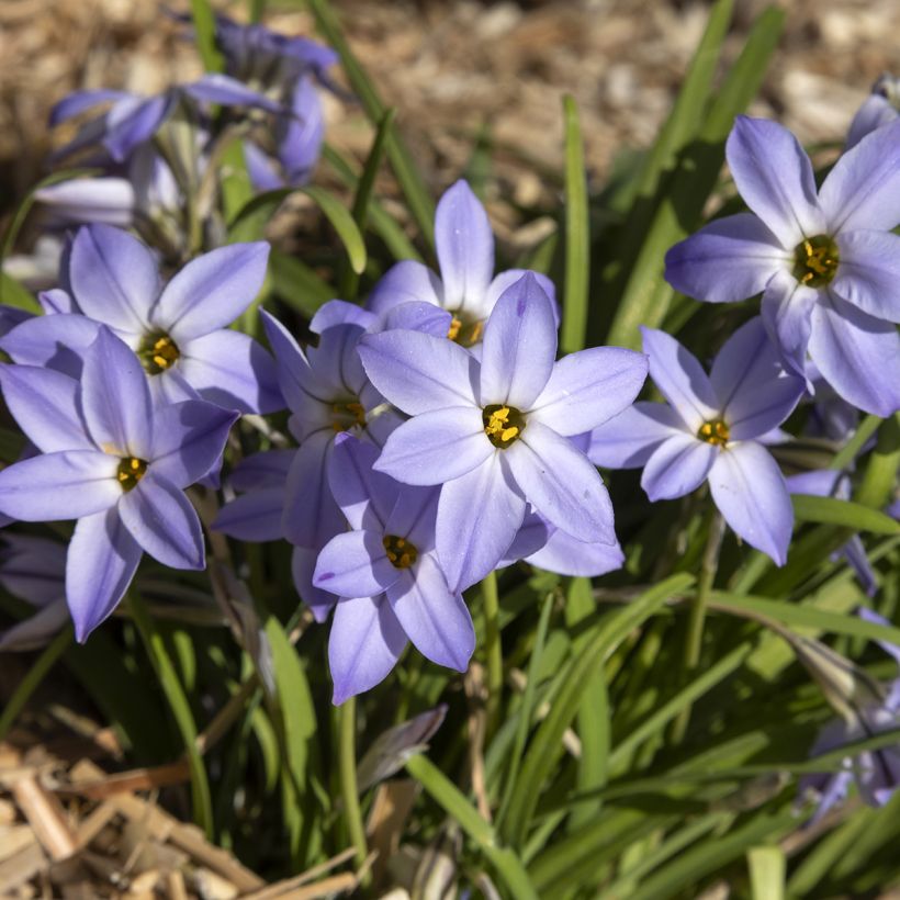 Ipheion uniflorum Wisley Blue - Oude wijfjes (Groeiplaats)