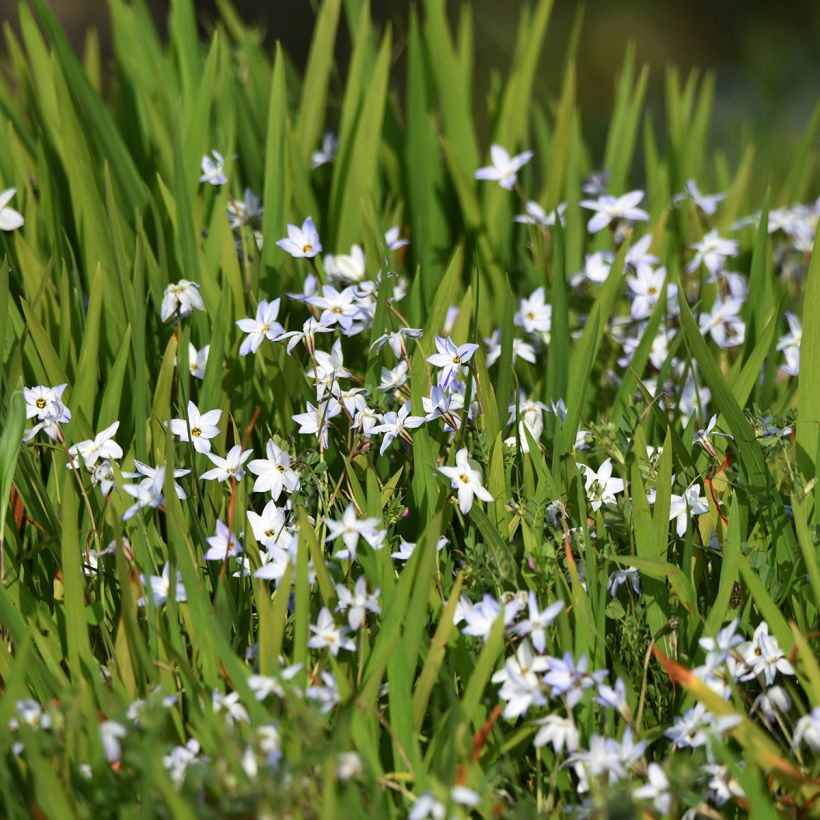 Ipheion uniflorum - Oude wijfjes (Groeiplaats)