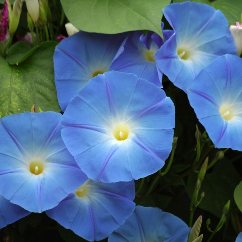 Ipomoea tricolor Heavenly Blue (zaad) - Klimmende winde (Flowering)