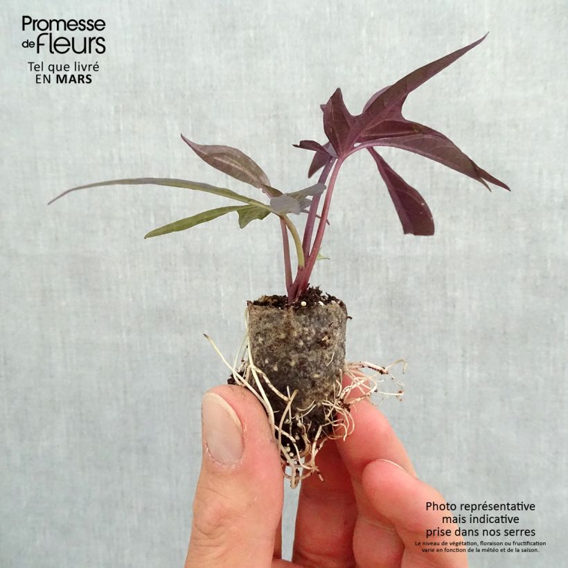 Exemplaar van Ipomoea batatas Illusion Midnight Lace - Zoete aardappel Mini-mot Ø 3/4 cm zoals geleverd in de lente