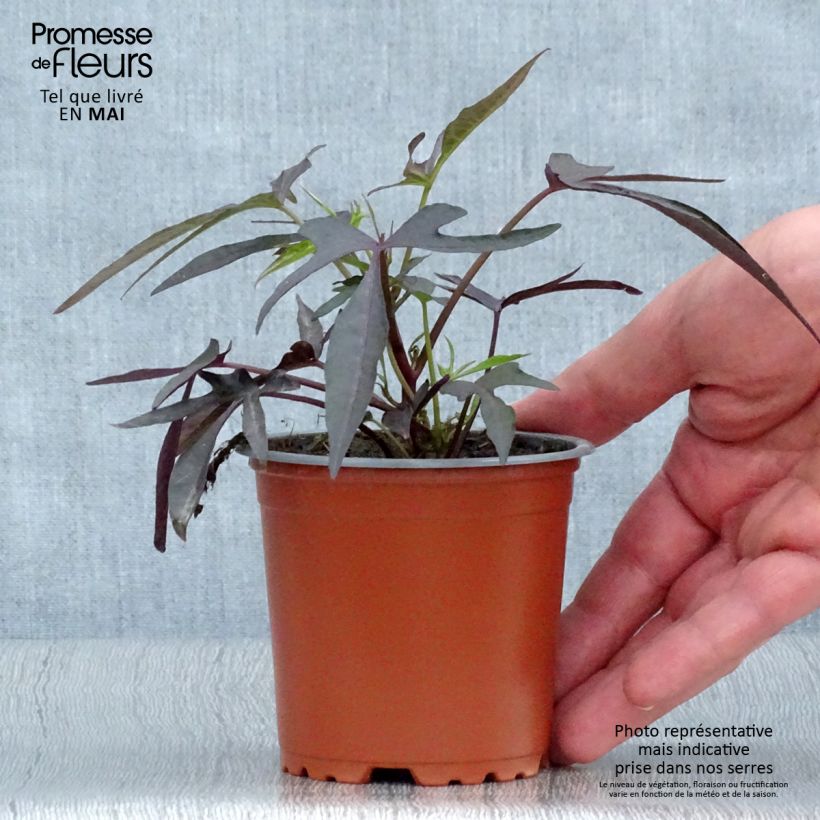 Exemplaar van Ipomoea batatas Illusion Midnight Lace - Zoete aardappel Kweekpotje van 8/9 cm zoals geleverd in de lente