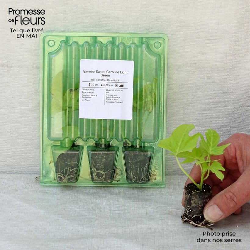 Exemplaar van Ipomoea batatas Sweet Caroline Light Green - Zoete aardappel Mini-mot Ø 3/4 cm zoals geleverd in de lente